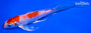 5.5" HARIWAKE BUTTERFLY