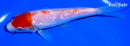 5.75" GINRIN KOHAKU