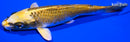5.75" KI MATSUBA