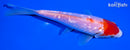 5.75" GINRIN KOHAKU