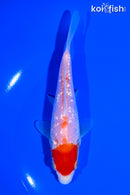 5.75" GINRIN KOHAKU