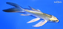 6" KIN KI MATSUBA BUTTERFLY
