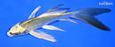 6" KIN KI MATSUBA BUTTERFLY
