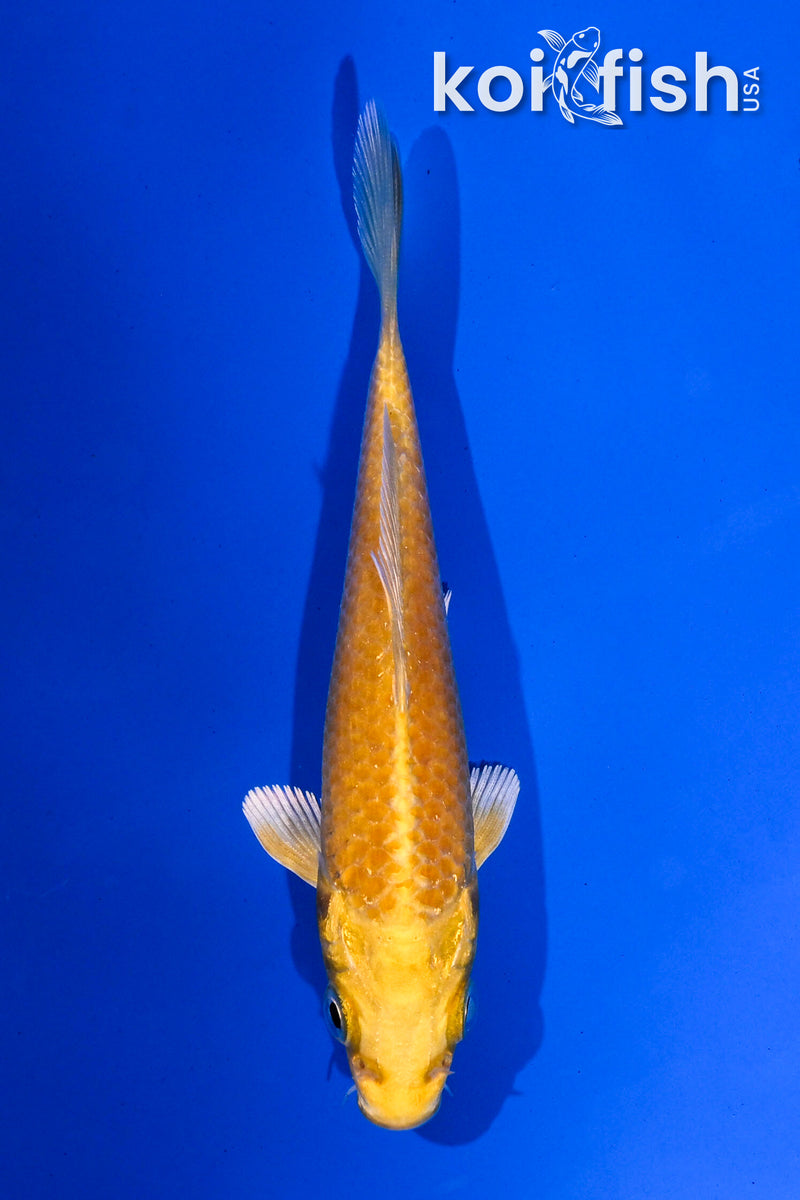 4" YAMABUKI OGON