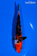 5.5" DOITSU SANKE