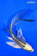 6" KIN KI MATSUBA BUTTERFLY