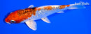 6" GINRIN YAMATO NISHIKI