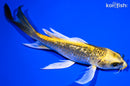 6" GINRIN KI MATSUBA BUTTERFLY