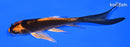 5.25" KIN ORENJI MATSUBA BUTTERFLY