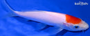 6.25" TANCHO KOHAKU