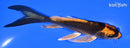 5.25" KIN ORENJI MATSUBA BUTTERFLY