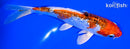 6" GINRIN YAMATO NISHIKI