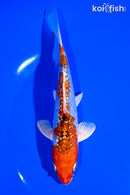 6" GINRIN YAMATO NISHIKI