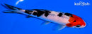 5.25" SANKE