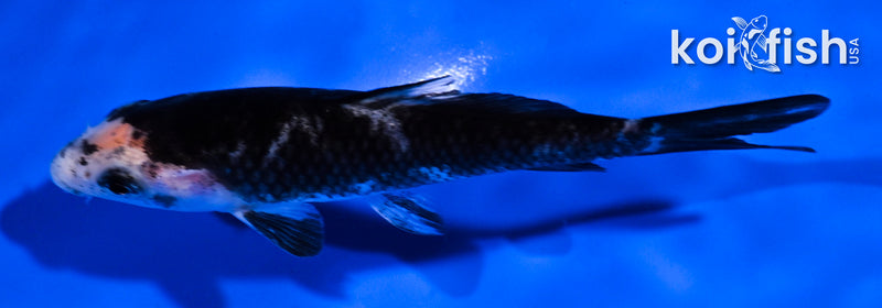 4" BENI MATSUKAWABAKE