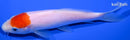 6.25" TANCHO KOHAKU