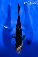 4" BENI MATSUKAWABAKE