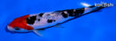 5.25" SANKE