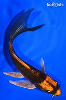 5.25" KIN ORENJI MATSUBA BUTTERFLY