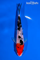 5.25" SANKE