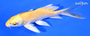 5.25" YAMABUKI OGON BUTTERFLY