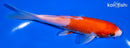 5.75" KOHAKU