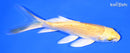 5.25" YAMABUKI OGON BUTTERFLY
