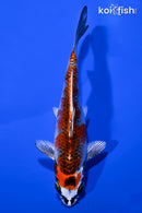 5.75" KUJAKU