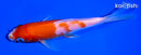 5.75" KOHAKU