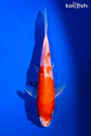 5.75" KOHAKU