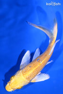 5.25" YAMABUKI OGON BUTTERFLY