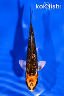 4" GINRIN BENI GINGA