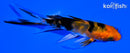 4.25" AKA SANKE BUTTERFLY