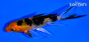 4.25" AKA SANKE BUTTERFLY