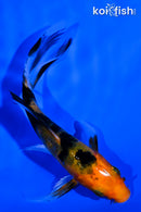 4.25" AKA SANKE BUTTERFLY