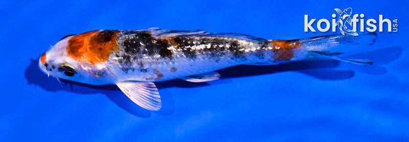 4" GINRIN YAMATO NISHIKI