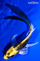 6" KIN KIKOKURYU BUTTERFLY
