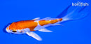 4.25" KIKUSUI BUTTERFLY