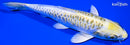 6.75" KIN KIKOKURYU