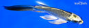 5.75" KIN KI MATSUBA BUTTERFLY