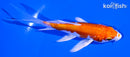 4.25" KIKUSUI BUTTERFLY