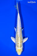 6.75" KIN KIKOKURYU