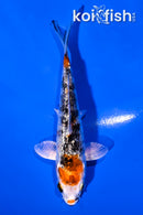 4" GINRIN YAMATO NISHIKI