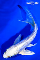 5.25" DOITSU PLATINUM OGON BUTTERFLY