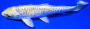 6.75" KIN KIKOKURYU