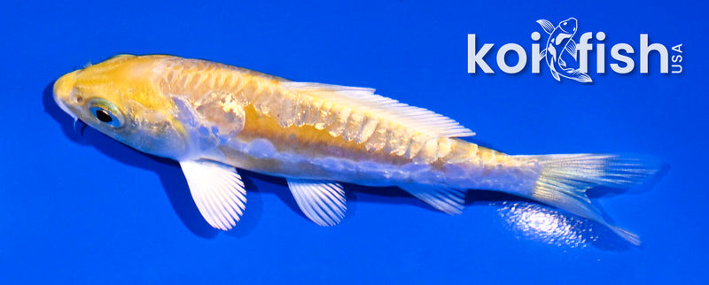 4" GINRIN ARAGOKE LEMON HARIWAKE