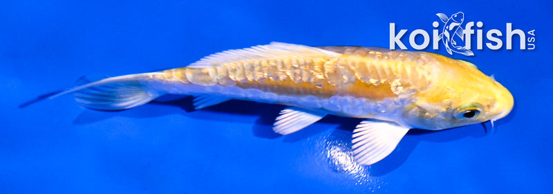 4" GINRIN ARAGOKE LEMON HARIWAKE
