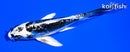 4.25" KIKOKURYU BUTTERFLY
