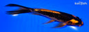 5.75" ORENJI MATSUBA BUTTERFLY