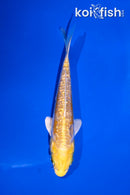 4" GINRIN ARAGOKE LEMON HARIWAKE